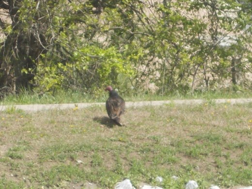 Wild Turkey