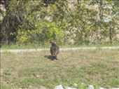 Wild Turkey: by janicemorris, Views[225]