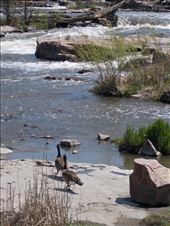 Enjoying the Geese: by janicemorris, Views[155]