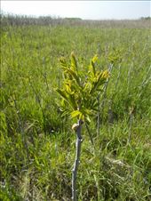 Smooth Sumac: by janicemorris, Views[154]