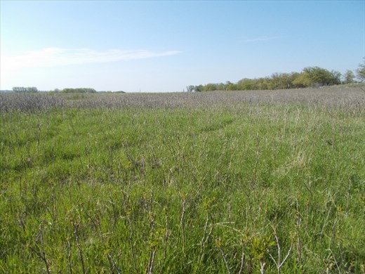 The Smooth Sumac is taking over the prairie