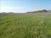 The Smooth Sumac is taking over the prairie: by janicemorris, Views[168]