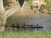 Some ducks hanging out: by janicemorris, Views[107]