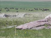 Bison seen at the Blue Mounds State Park in Luverne, Minnesota: by janicemorris, Views[140]