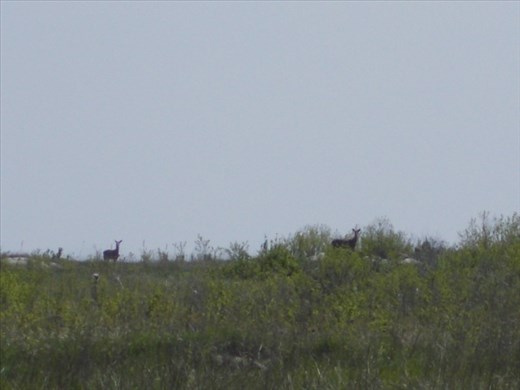 Some deer seen at the Blue Mounds State Park in Luverne, Minnesota