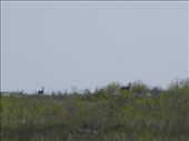 Some deer seen at the Blue Mounds State Park in Luverne, Minnesota: by janicemorris, Views[95]
