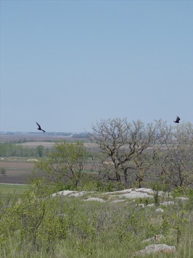 Turkey vultures seen at the Blue Mounds State Park in Luverne, Minnesota