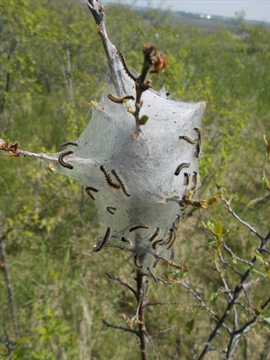 Webworms seen at the Blue Mounds State Park in Luverne, Minnesota