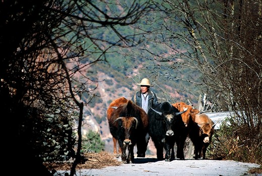 Yak farmers walk their yaks everyday usually in the morning. During summer, they tske the yaks up the mountain where the weather is cooling and there is green grass for the yaks to eat. During winter the yaks are taken to the corn field to feed on the left over stubs.