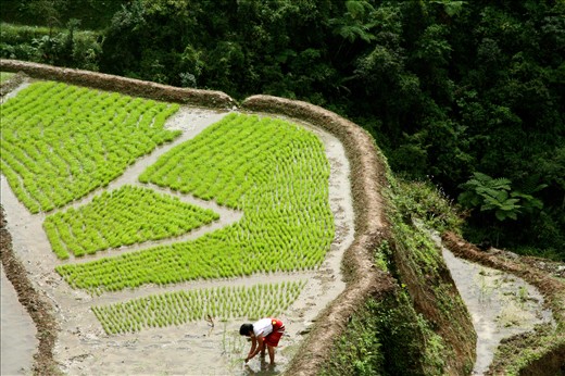 Reenactment of the transplanting of rice seedlings in the emerald terraces in February.
