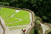 Reenactment of the transplanting of rice seedlings in the emerald terraces in February.: by januaryroads, Views[810]