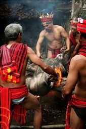 The ritual sacrifice of black boar to read the signs of times.: by januaryroads, Views[1216]