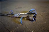 The final product. Not blacksmiths, but artists using steel as their canvas.: by janzam, Views[292]