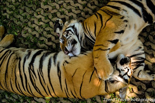 Playful Tigers