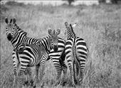 Zebras: by jariya, Views[345]