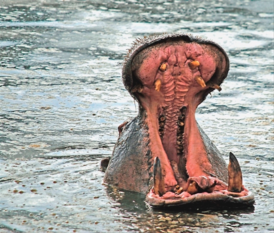 Hippo at Hippo Pool, Serengeti