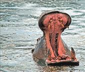 Hippo at Hippo Pool, Serengeti: by jariya, Views[375]