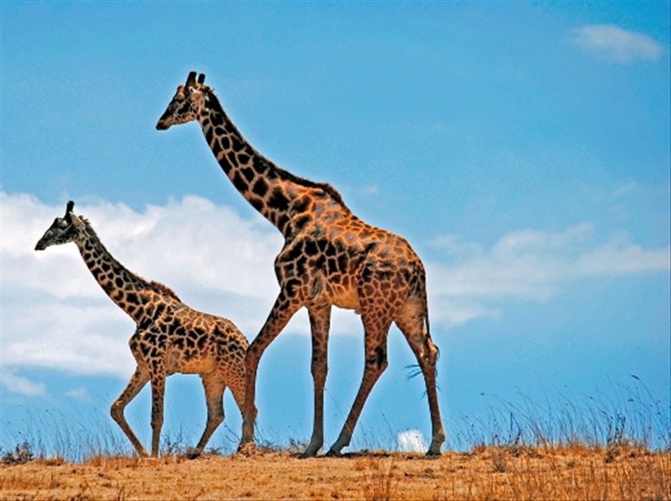 Giraffes at Ngorongoro, Tanzania