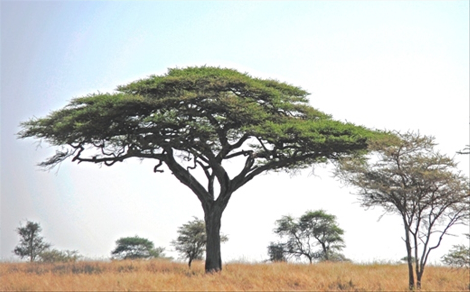 Acacia tree, Tanzania