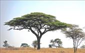 Acacia tree, Tanzania: by jariya, Views[422]