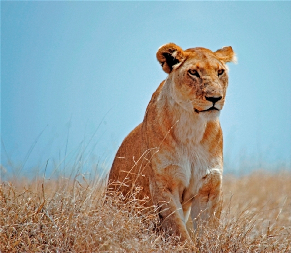 Serengeti Lioness