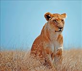 Serengeti Lioness: by jariya, Views[505]