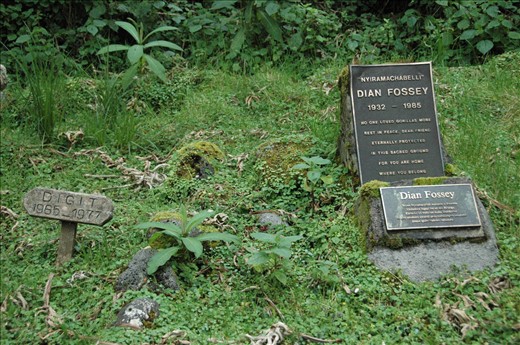 Long ago, I became fascinated with the work of Dian Fossey in Rwanda...