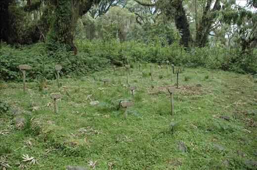 The resting place she shares with her beloved mountain gorillas...