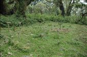 The resting place she shares with her beloved mountain gorillas...: by jas10, Views[208]