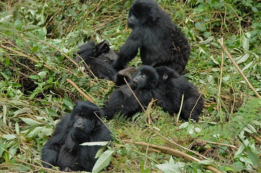 The mountain gorilla population continues to grow, now over 800 strong...