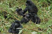 The mountain gorilla population continues to grow, now over 800 strong...: by jas10, Views[211]