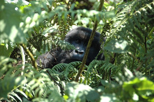 One can see how easily she felt a connection with these incredible creatures...