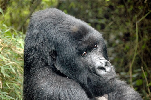 Even with his back turned to Us, silverback 