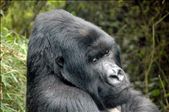Even with his back turned to Us, silverback 