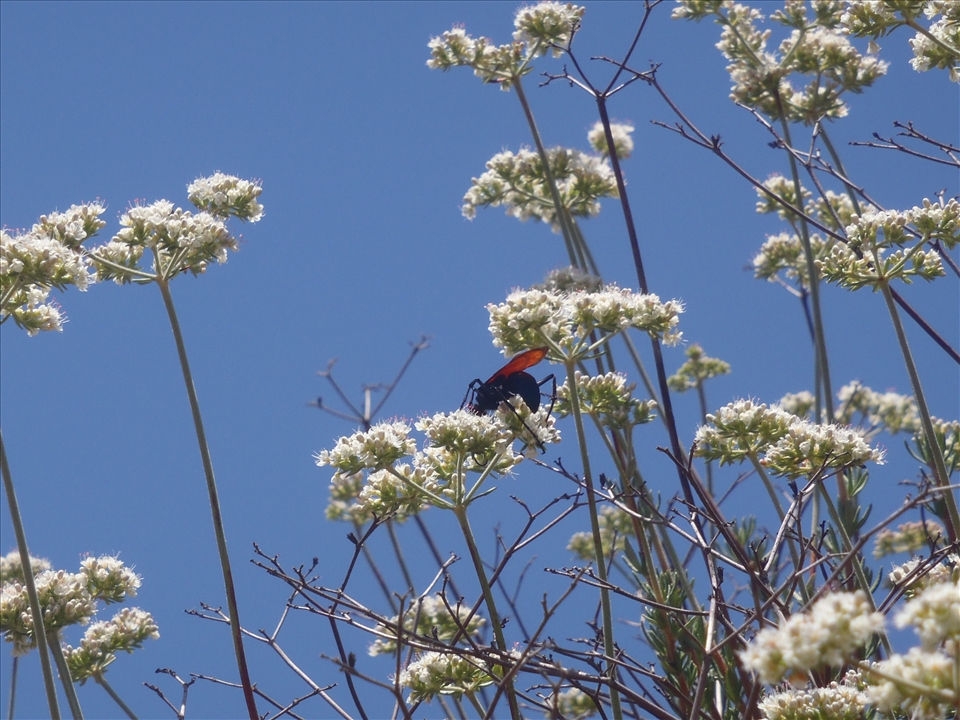 I am colors that come together and form a melody.  