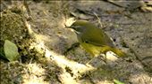 Scrub Wren: by jasonk46, Views[294]