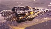Kakadu Crocodile: by jasonk46, Views[251]