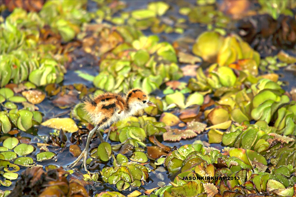 Baby Jacana only 3  days old