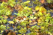 Baby Jacana only 3  days old: by jasonk46, Views[200]