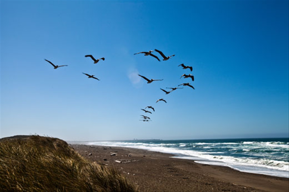 Pelicans fly  in formation over Manchester Beach