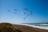 Pelicans fly  in formation over Manchester Beach: by jasonm, Views[267]