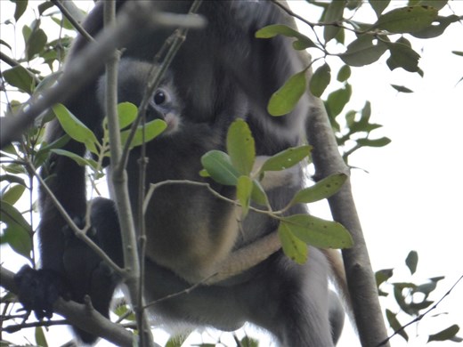Monkeys on the Mangrove Tour