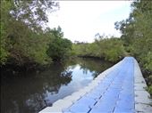 Mangrove Forest: by jasonmarshall22, Views[203]