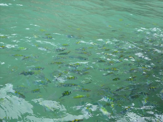 Fish in the Andaman Sea