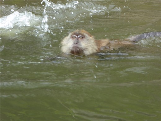 Monkey swimming