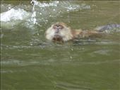 Monkey swimming: by jasonmarshall22, Views[150]