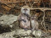 Monkeys: by jasonmarshall22, Views[129]