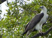 Sea Eagle: by jasonmarshall22, Views[138]