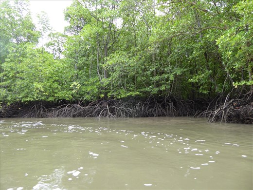 Mangroves