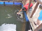 Fish Farm: by jasonmarshall22, Views[164]